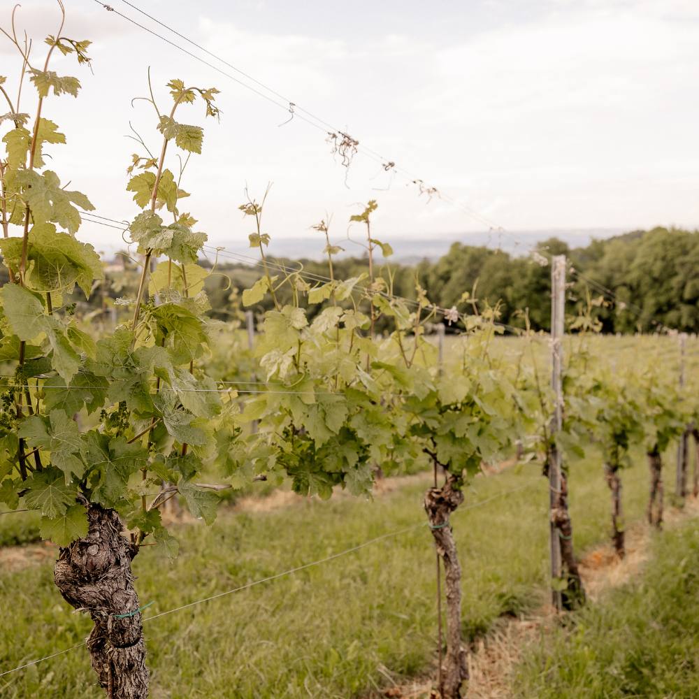 Weinpakete