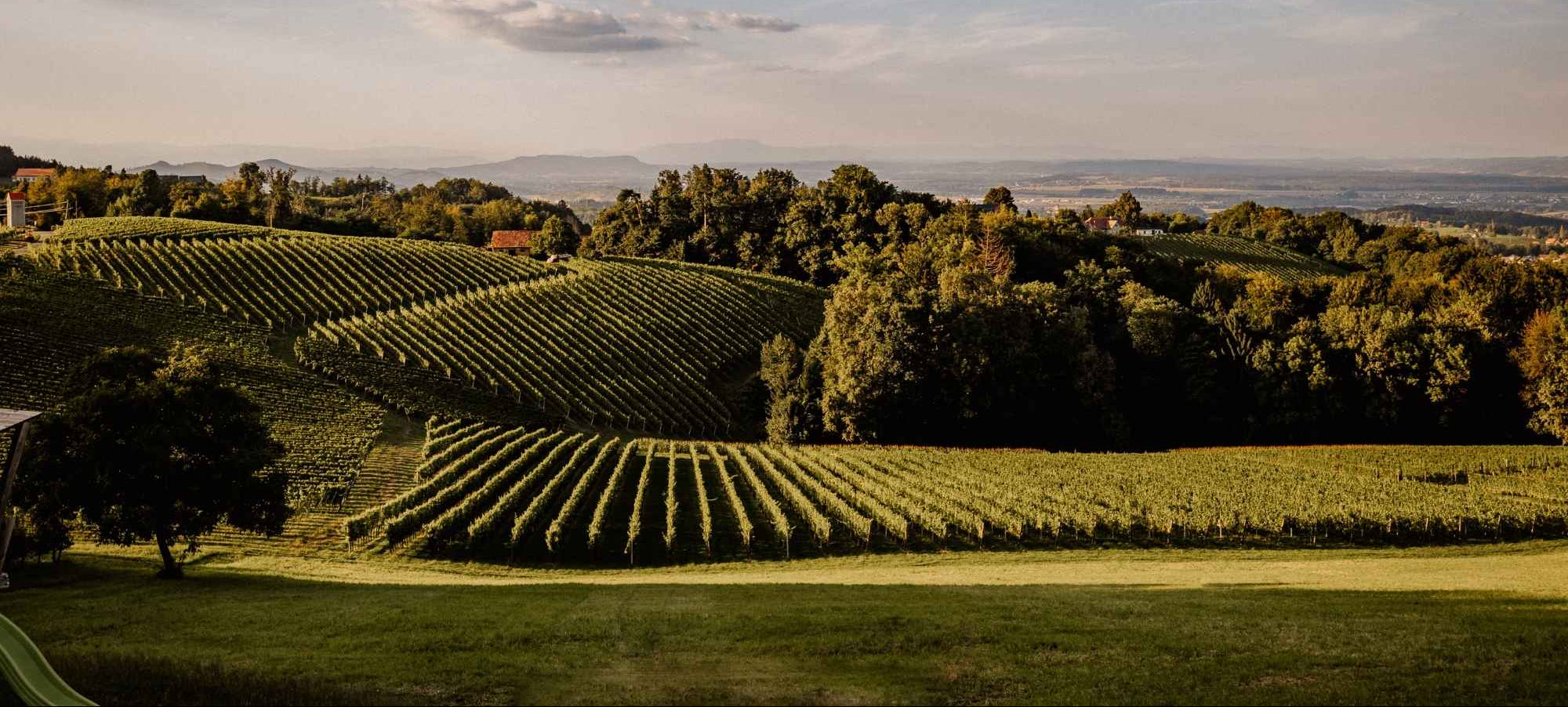 Weinberge in der Südsteiermark rund um das Weingut Pilch – sanfte Hügel, gepflegte Rebreihen und eine einzigartige Landschaft für charaktervolle Qualitätsweine.