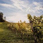 Weingut Pilch Weingarten